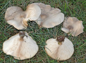 Melanoleuca subbrevipes