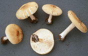 Melanoleuca grammopodia