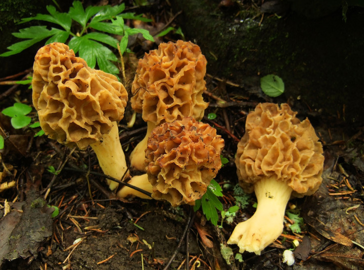 Morchella esculenta