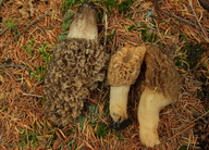 Morchella conica?