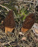 Morchella conica