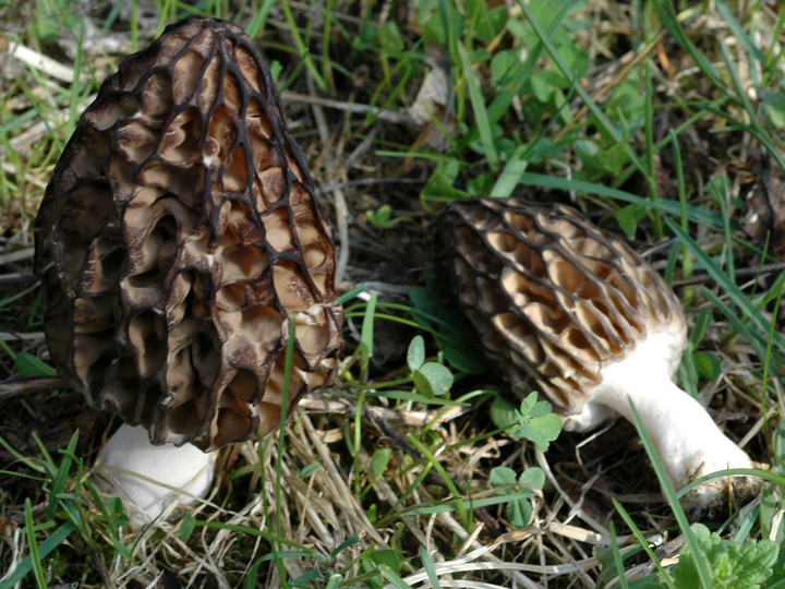 Morchella esculenta