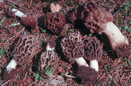 Morchella esculenta