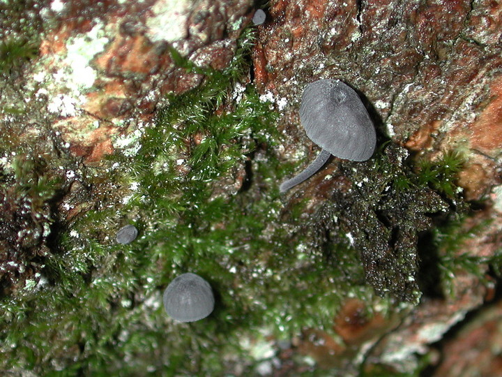 Mycena pseudocorticola