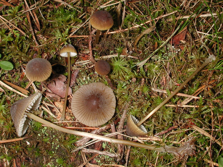 Mycena viridimarginata