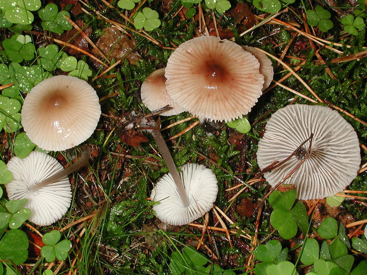 Mycena zephirus