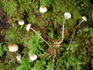 Mycena hyemalis