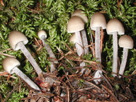 Mycena zephirus