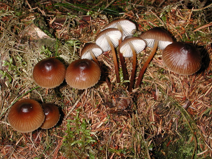 Mycena inclinata