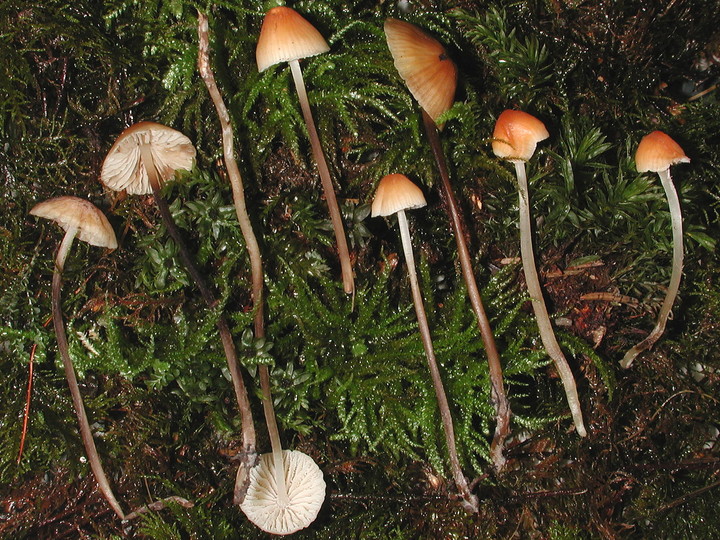 Mycena leptophylla