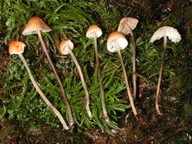 Mycena leptophylla