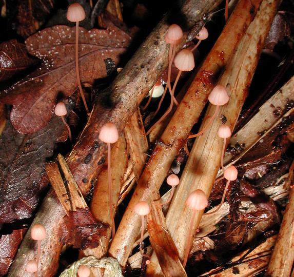 Mycena pterigena