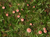 Mycena rosella