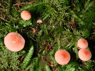 Mycena rosella