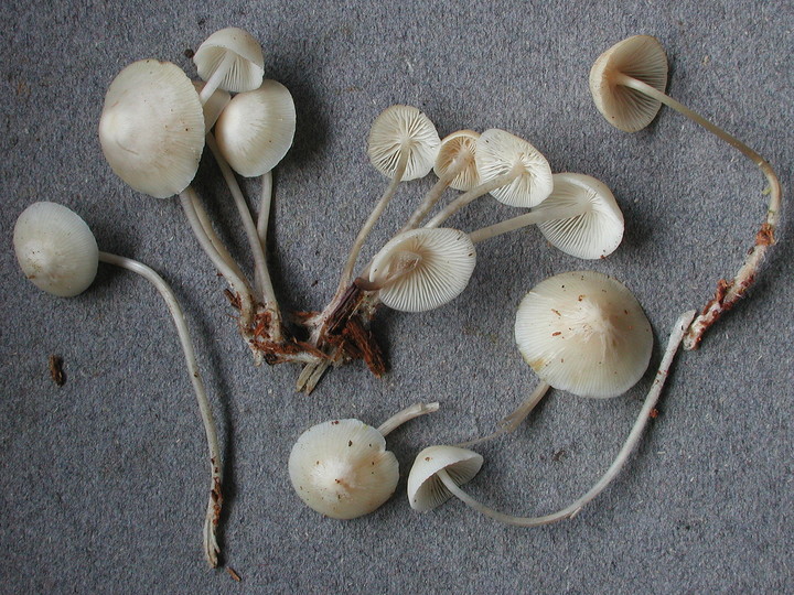 Mycena laevigata