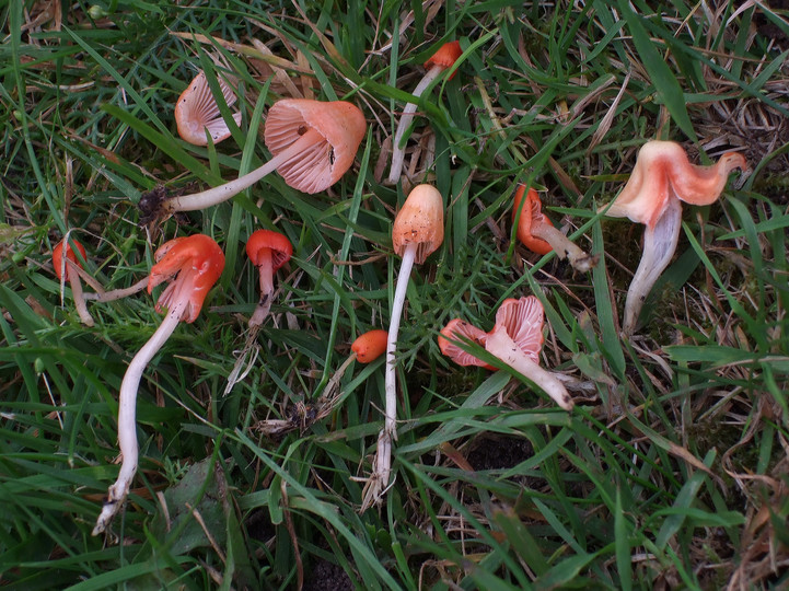 Mycena adonis