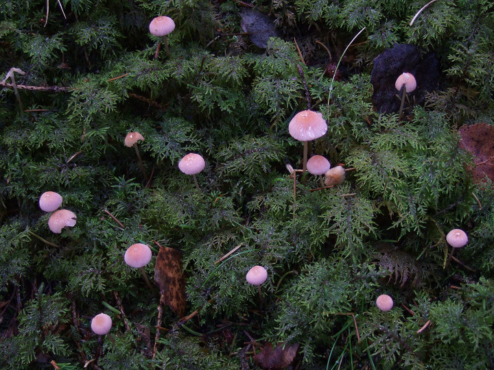 Mycena rosella