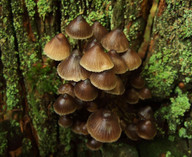 Mycena inclinata