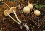 Mycena laevigata