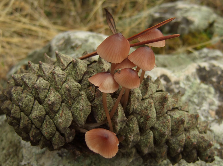 Mycena seyneii