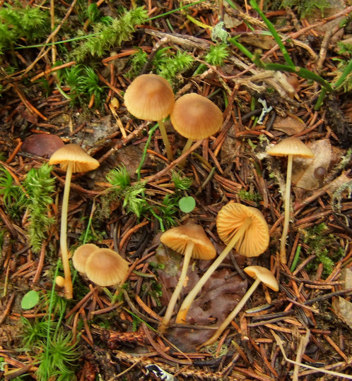 Mycena aurantiomarginata