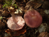 Mycena rosea