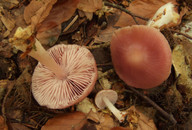 Mycena rosea