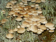 Mycena laevigata