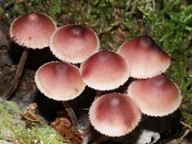 Mycena haematopus