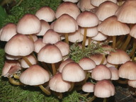 Mycena renati