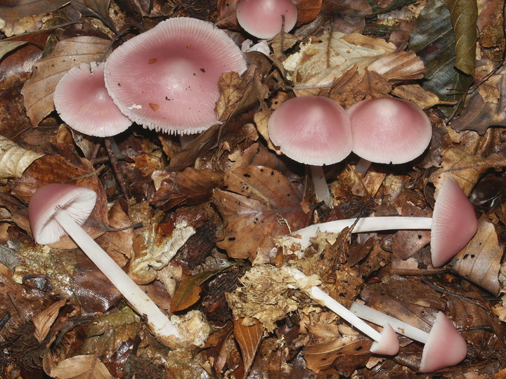 Mycena rosea