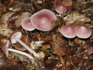 Mycena rosea