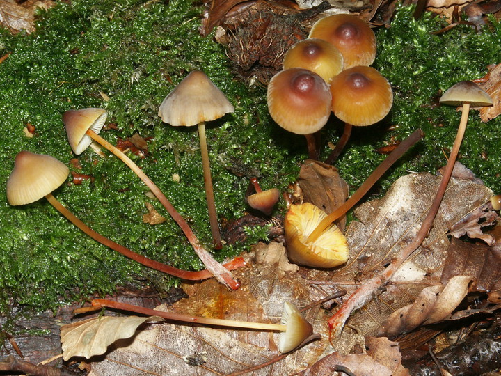 Mycena crocata