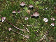 Mycena purpureofusca