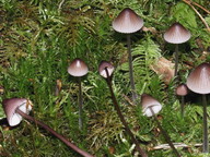 Mycena purpureofusca