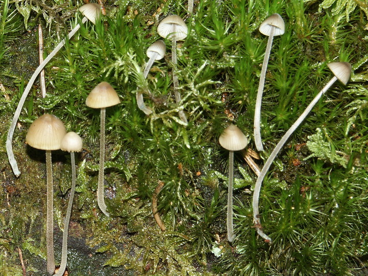 Mycena amicta