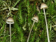 Mycena amicta