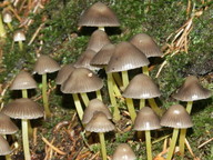 Mycena viscosa