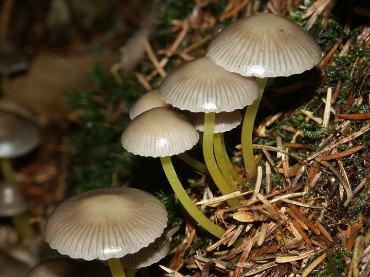 Mycena viscosa