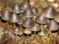 Mycena viscosa