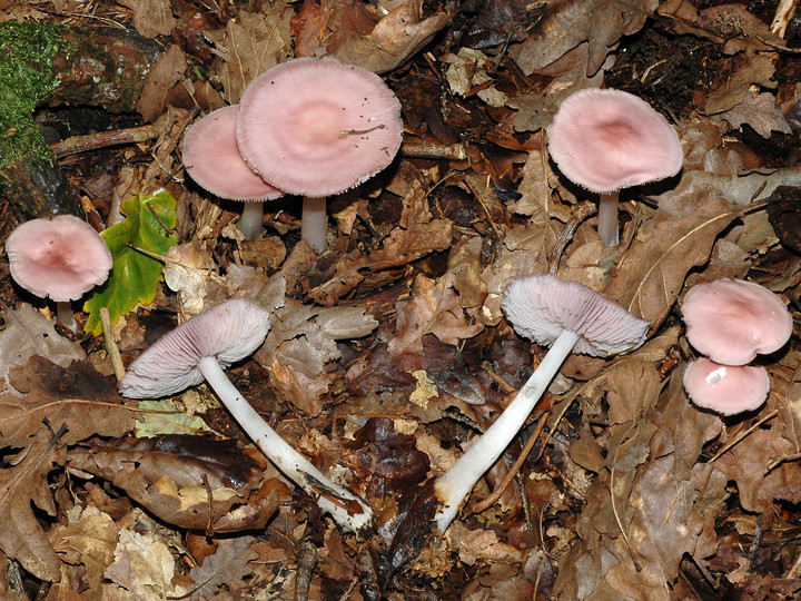 Mycena rosea