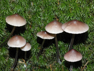 Mycena purpureofusca