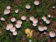 Mycena metata