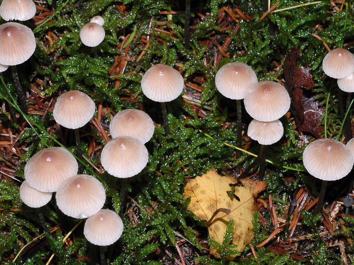 Mycena metata