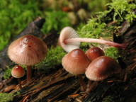 Mycena haematopus