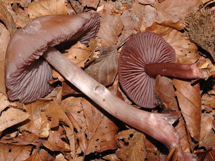 Mycena pelianthina