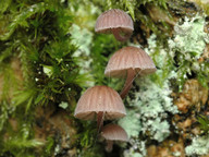 Mycena meliigena