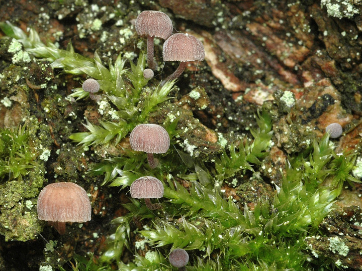 Mycena meliigena