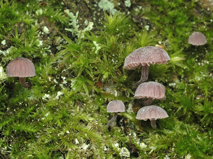 Mycena meliigena