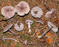 Mycena pura